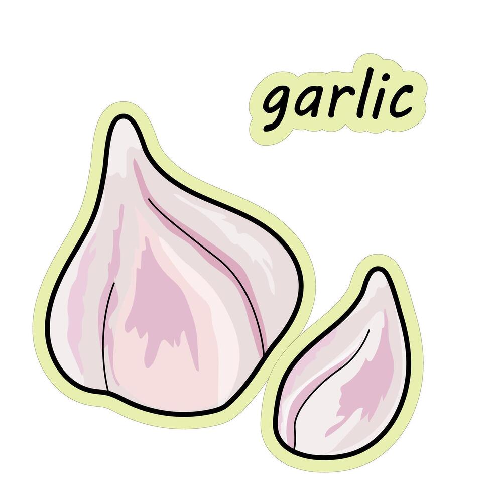 Garlic is a vegetable. Hand drawn garlic sticker, vector illustration in doodle style.