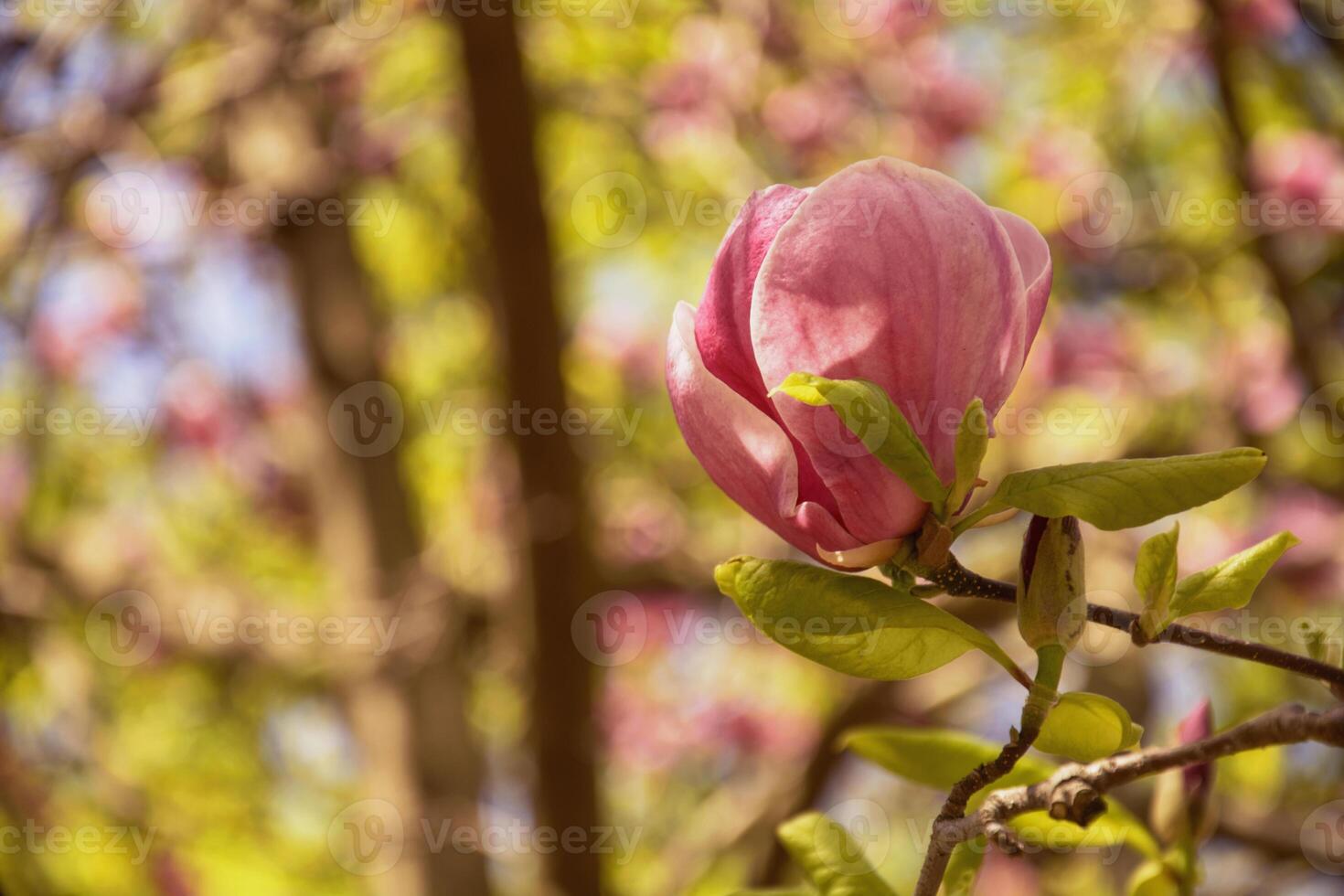 Beautiful blooming magnolia tree in spring in the park photo