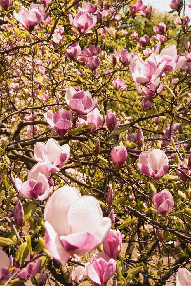 Beautiful blooming magnolia tree in spring in the park photo