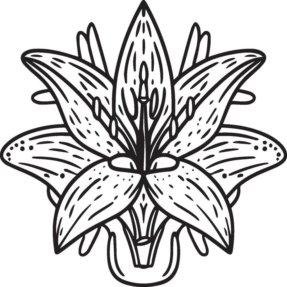 Lily coloring pages. Lily flower outline vector for coloring book