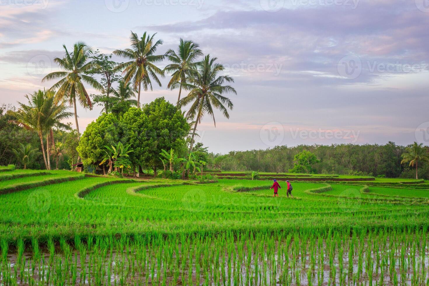 beautiful morning view from Indonesia of mountains and tropical forest photo