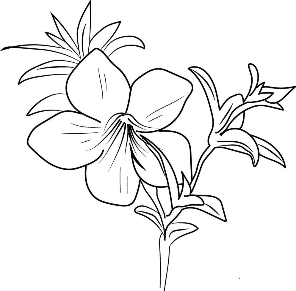 dorado trompeta enredadera, allamanda cathartica dibujo, lápiz allamanda flor dibujo, lápiz allamanda flor dibujo colorante páginas, gratis imprimible flor colorante paginas vector