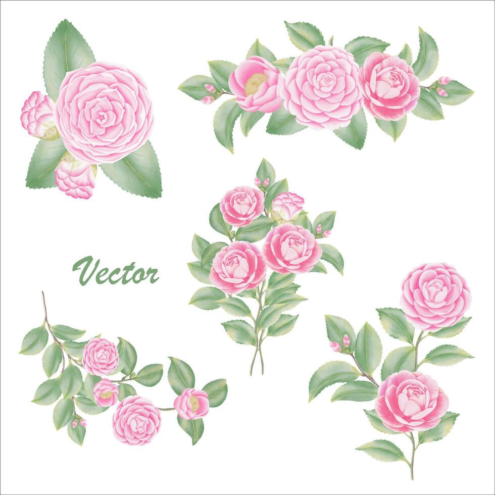 Watercolor camellia flowers and buds vector