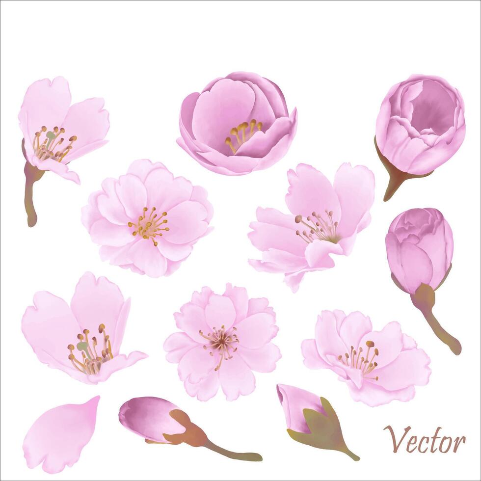 Hand-Drawn Pink Cherry Blossoms - Japan Inspired Flowers vector