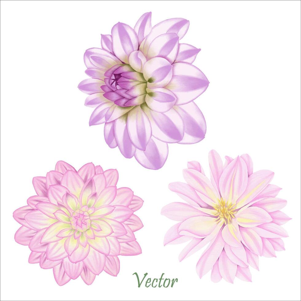 Hand-Drawn Pink Dahlia Blooms - Summer Flower Illustration vector