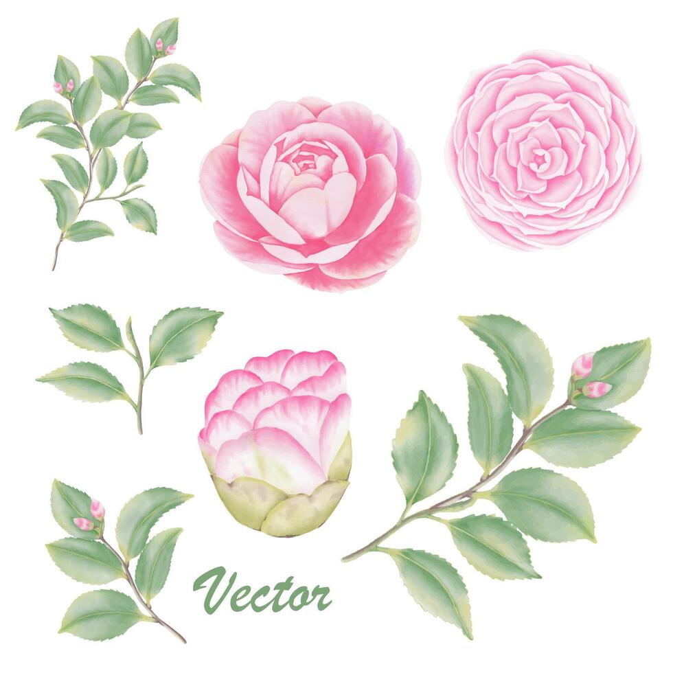 Watercolor camellia flowers and buds vector