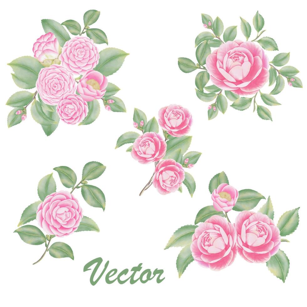 Watercolor camellia flowers and buds vector