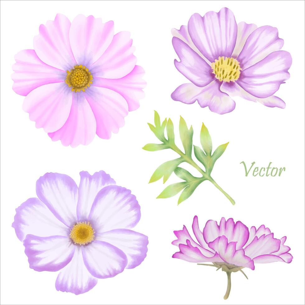 Beautiful Watercolor Cosmos Flowers - Spring Garden Illustration vector