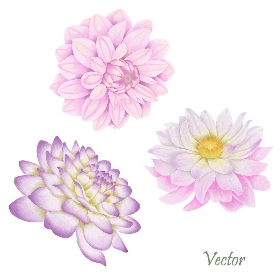 dibujado a mano rosado dalia floraciones - verano flor ilustración vector