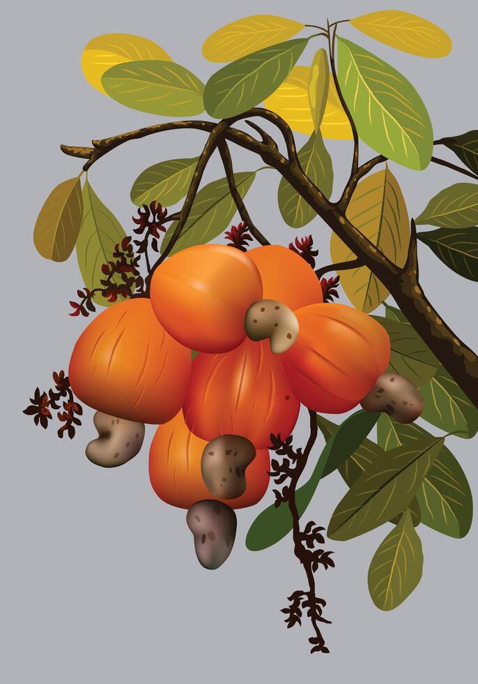 Cashew fruit jambu mete vector for background design.