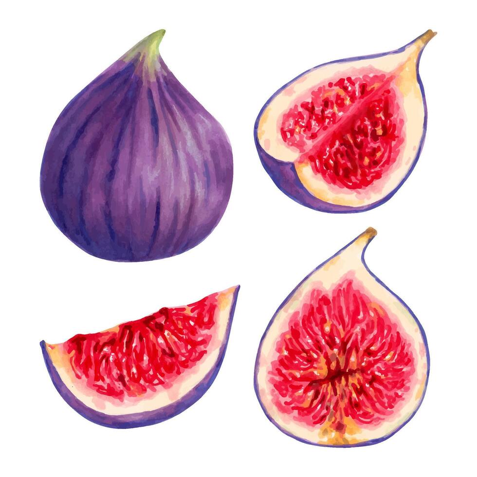 Set of purple figs. Fruits individually, whole and in section. Botanical collection of figs. Design of packaging, labels, menus, seasonal offers. Hand-drawn illustration with watercolor and marker vector