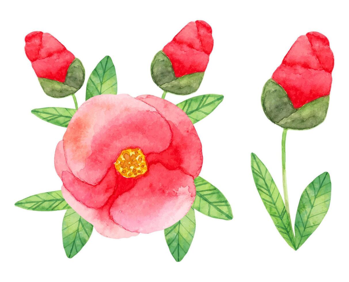 Composition of camellia japonica with red double flowers and leaves. Botanical watercolor illustration. Simple stylized style. Hand drawn art. Set of elements for cards, invitations. Vector