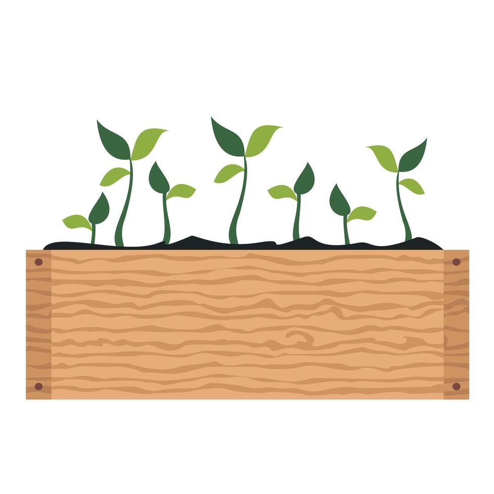 A wooden box with young green shoots. Illustrated vector clipart.