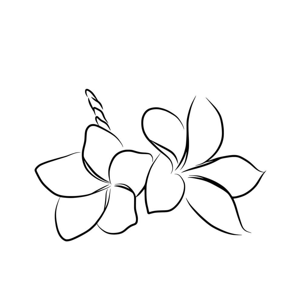 illustration of a white plumeria flower vector