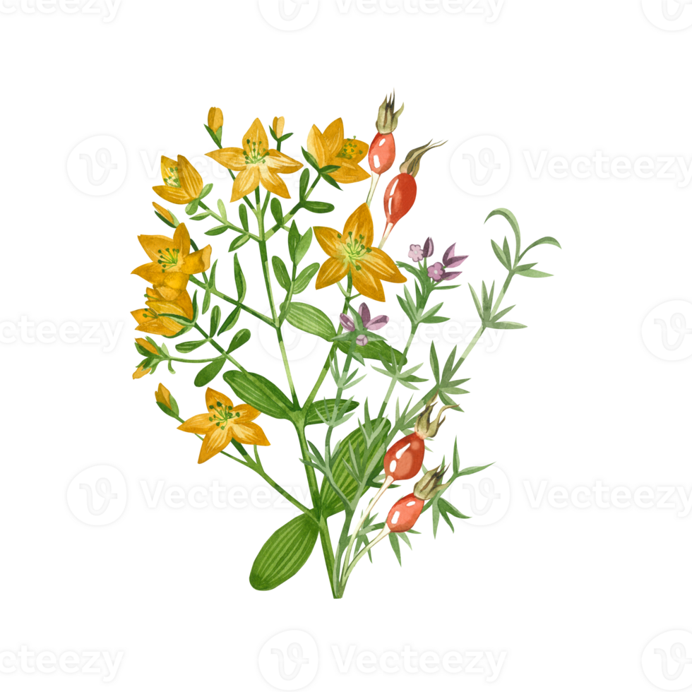 A bouquet of meadow herbs and flowers, painted in watercolor. Rosehip, heather, hypericaceae, hand drawn yellow, red, purple and green watercolor. For printing on paper, for textile design png