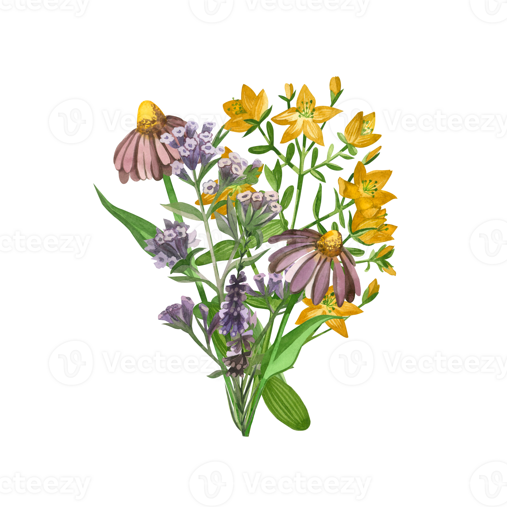 A bouquet of meadow herbs painted in watercolor echinacea heather