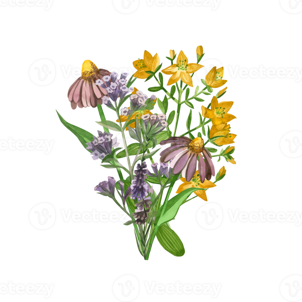 A bouquet of meadow herbs painted in watercolor. Echinacea, heather, lungwort, hypericaceae, hand drawn in watercolor. Suitable for printing on fabric and paper, for textile design, scrapbooking png