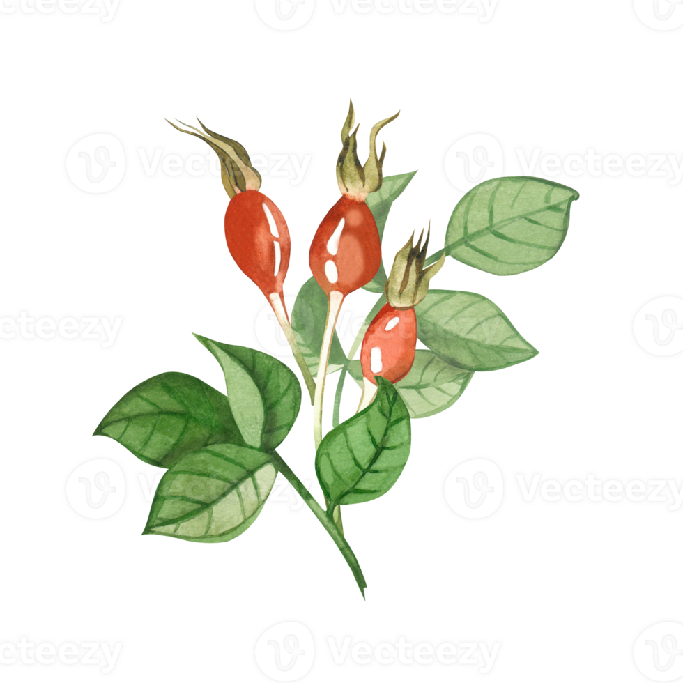 Botanical composition of three red rose hips and green rose hips hand drawn in watercolor. Suitable for printing on fabric and paper, for textiles, design png