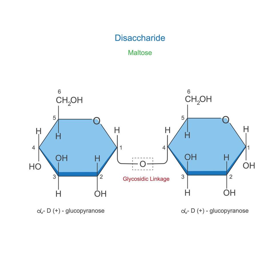 A Disaccharide is a sugar molecule composed of two monosaccharides joined by a glycosidic bond. Maltose or malt sugar. Chemical illustration. vector