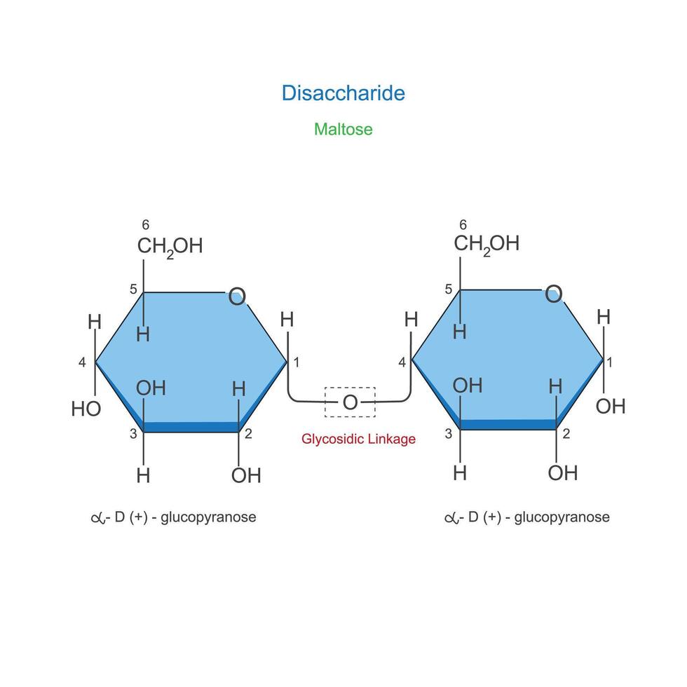 A Disaccharide is a sugar molecule composed of two monosaccharides ...