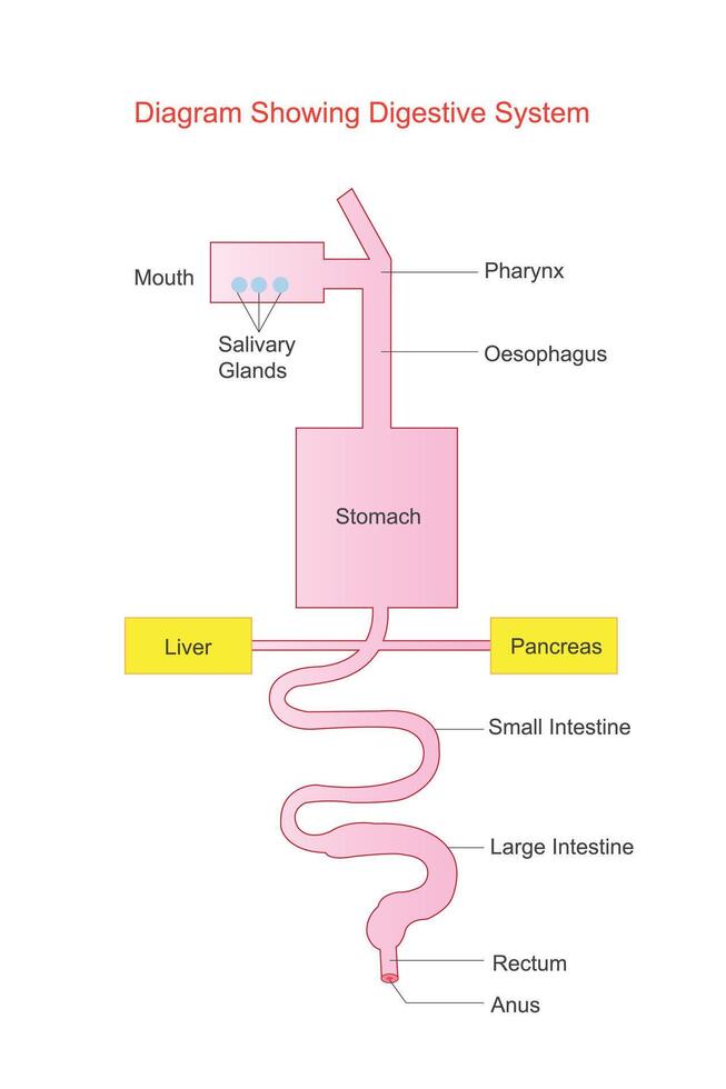 diagrama representando digestivo sistema. humano anatomía. biológico ilustración. vector