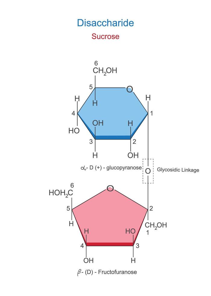 A disaccharide is a sugar molecule composed of two monosaccharides joined by a glycosidic bond. Sucrose or canesugar. Glucoce and fructose. Chemical illustration. vector