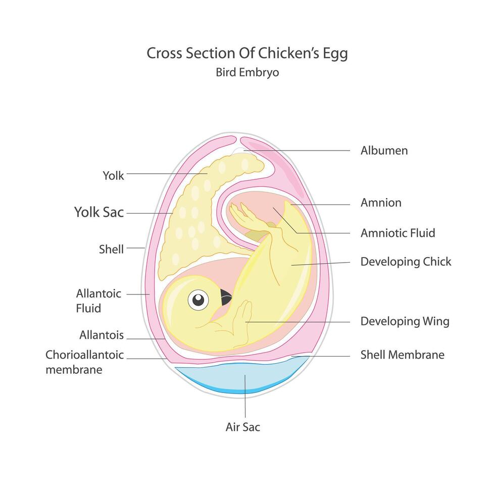 Egg embryo anatomy. Bird and chicken embryo diagram. Cross section. Egg embryo. Detailed birds and chickens reproductive system.Vector illustration vector