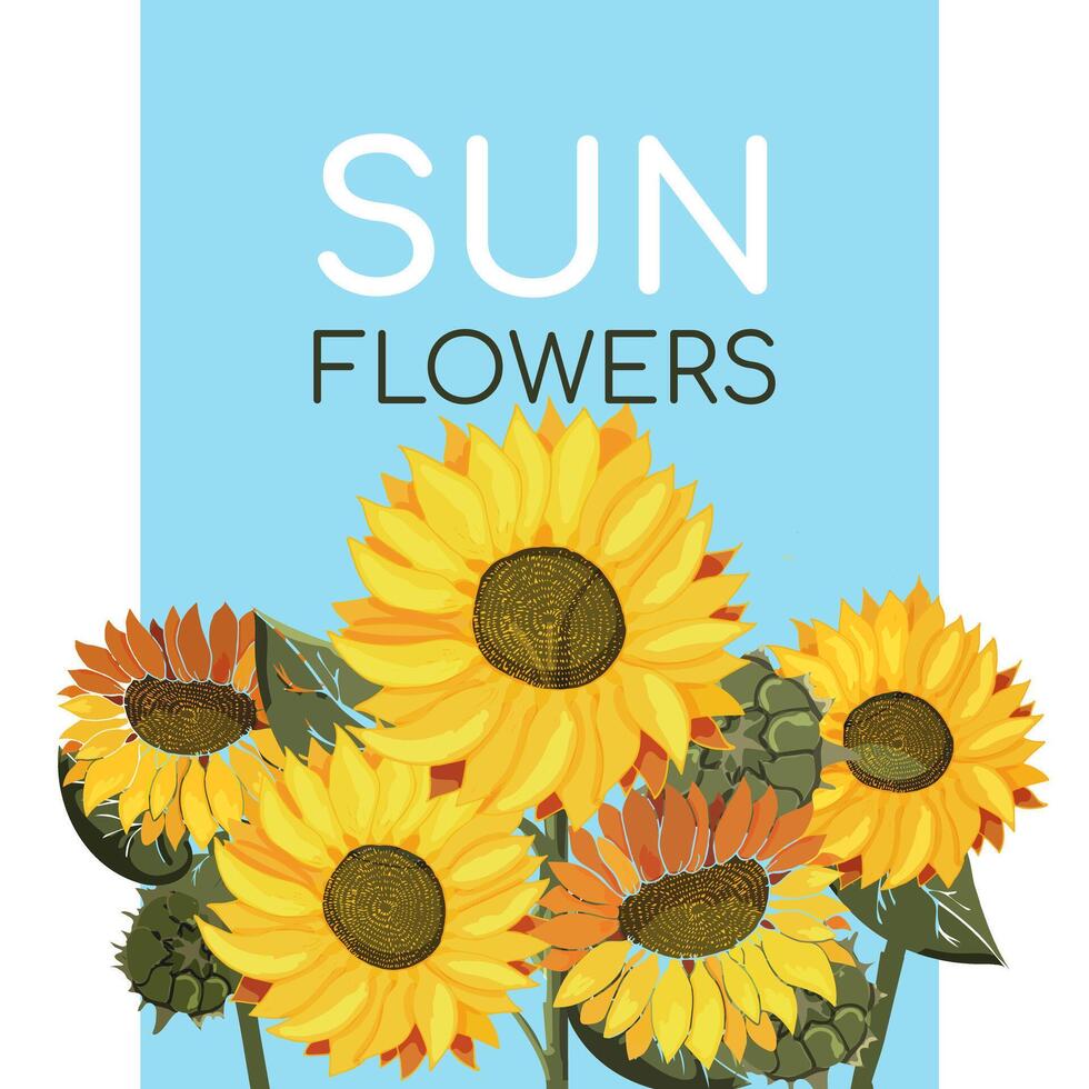 Sunflowers on a blue background with text. Field of yellow summer flowers. Sunflower seeds. Postcard or poster on the theme of botany. Drawn with paint. Vector illustration