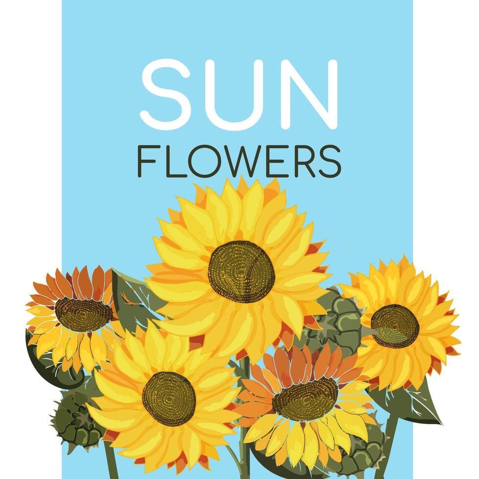 girasoles en un azul antecedentes con texto. campo de amarillo verano flores girasol semillas tarjeta postal o póster en el tema de botánica. dibujado con pintar. vector ilustración