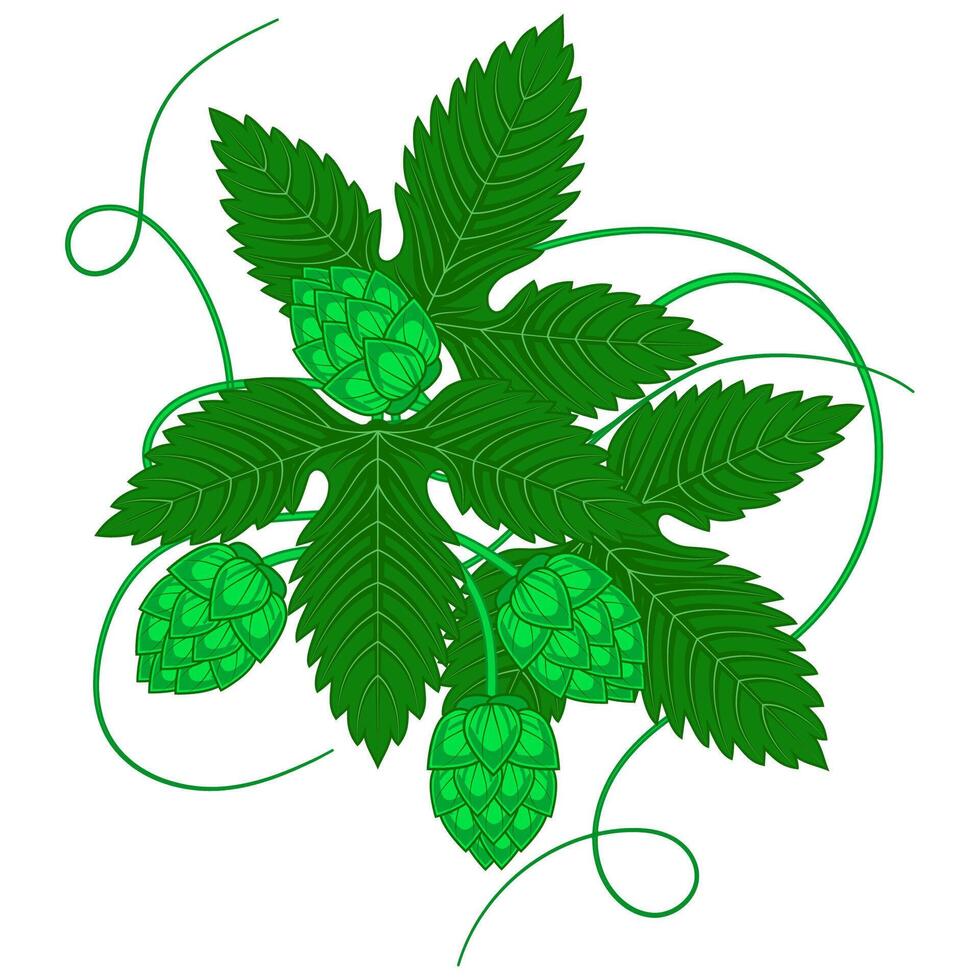 Green hop with leaves isolated on white background vector