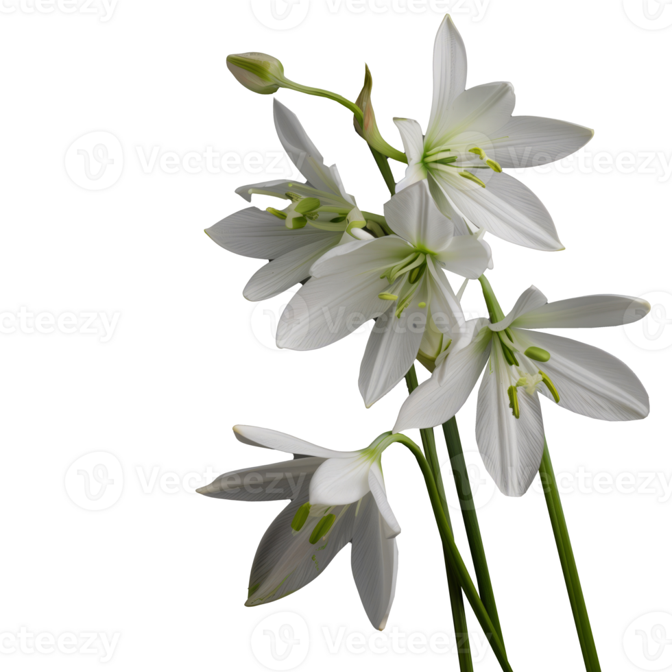 AI generated Elegant white lilies with a transparent background png