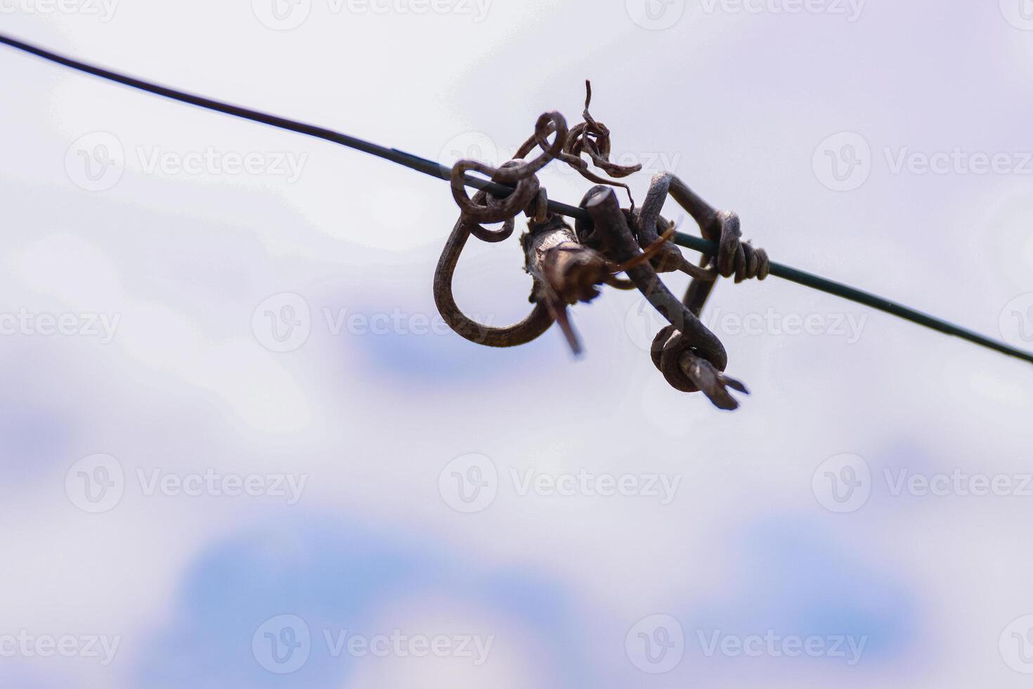 Closeup of cut vines crook on the guide wire in the vineyard in the autumn. Vine tendril. Tendril detail on the wire. Space for text. Blue cloudy sky background. Copy space. Selective focus photo