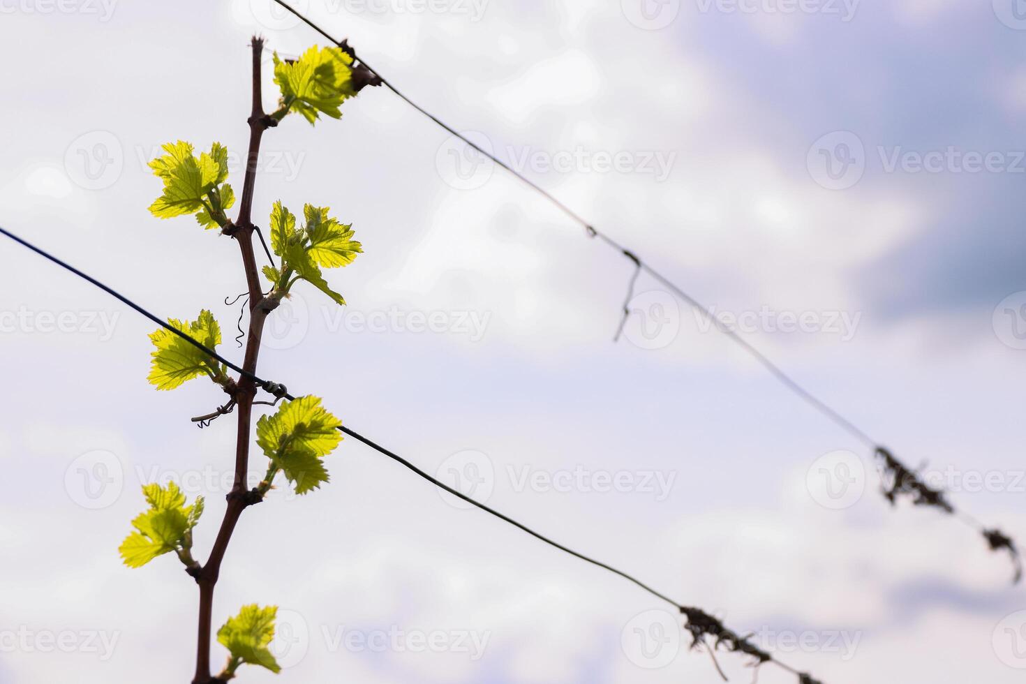 Closeup view of early Spring leaves and buds growth on Julius Spital Vines in Wuerzburg, Franconia, Bavaria, Germany. Bokeh. Selective focus. Copy Space. Background photo
