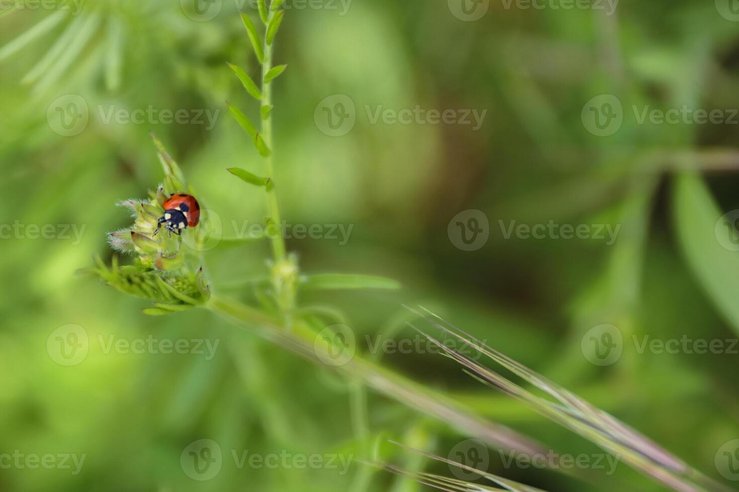 Ladybird on a fresh green leaves. Green background. Ladybug life in a wild meadow environment. Low angle view. Bokeh. Selective focus. photo