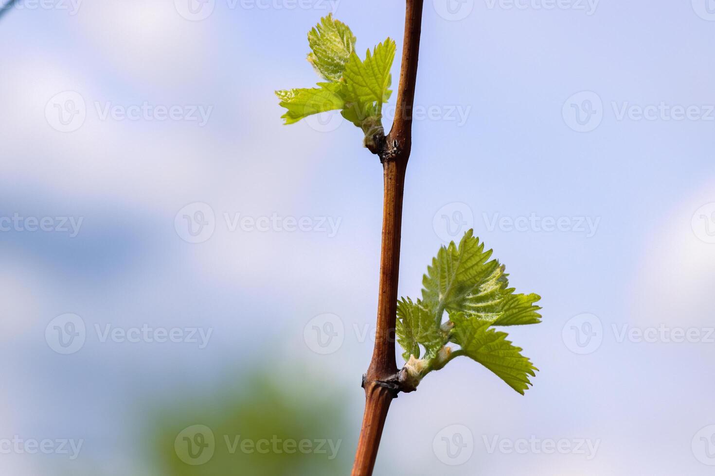 Closeup view of early Spring leaves and buds growth on Julius Spital Vines in Wuerzburg, Franconia, Bavaria, Germany. Bokeh. Selective focus. Copy Space. Background photo