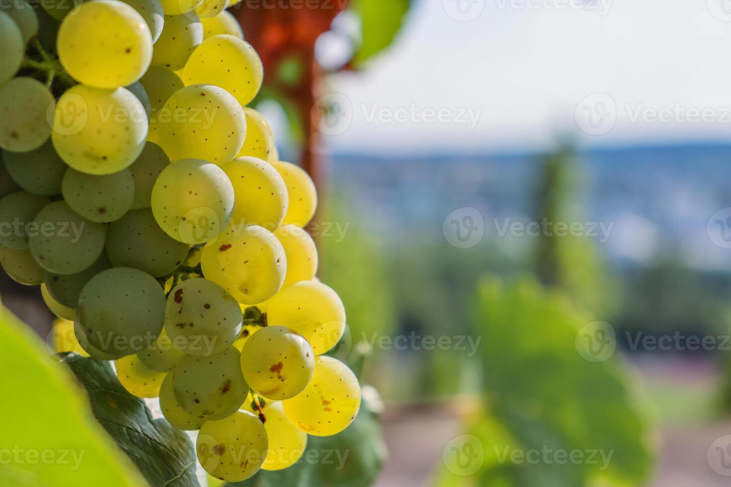 Close up of large white ripe grapes hanging on a branch. Sylvaner Grape farming. Big tasty green grape bunches. Vineyard vine hills on the background. Wurzburg, Bavaria, Germany. Selective Focus photo