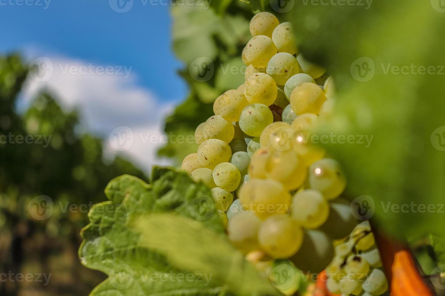 cerca arriba de grande blanco maduro uvas colgando en un rama. silvanero uva agricultura. grande sabroso verde uva racimos viñedo vino colinas en el antecedentes. wurzburgo, baviera, Alemania. selectivo atención foto