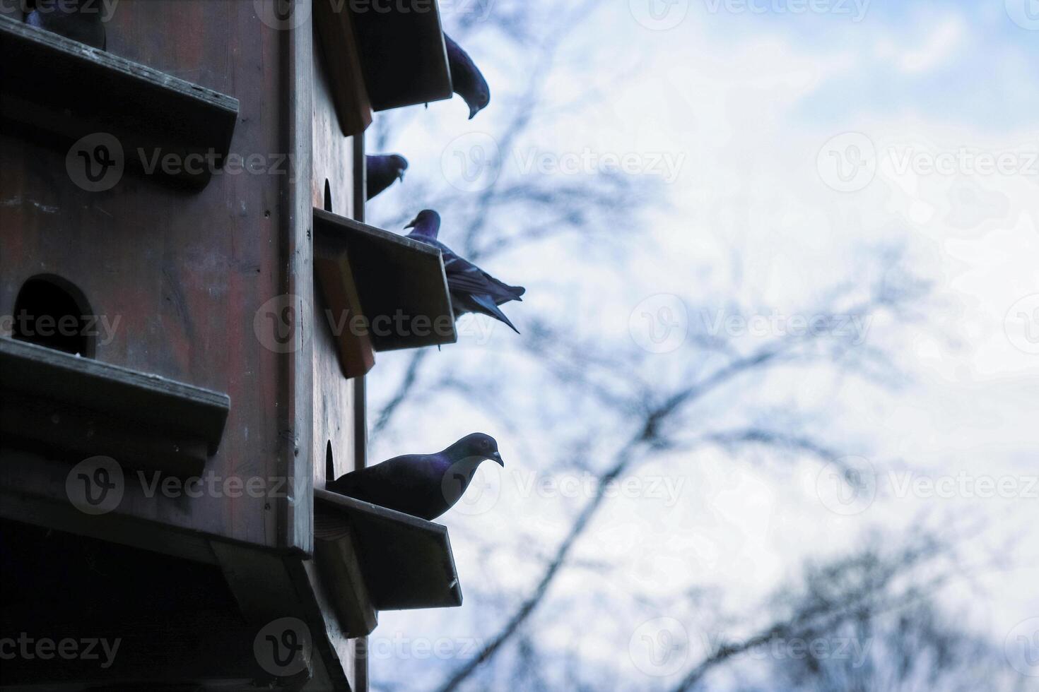 palomar en el parque de Würzburg, baviera, Alemania. gris palomas son sentado en el estantería de Paloma casa. primavera cielo en el antecedentes. Copiar espacio foto