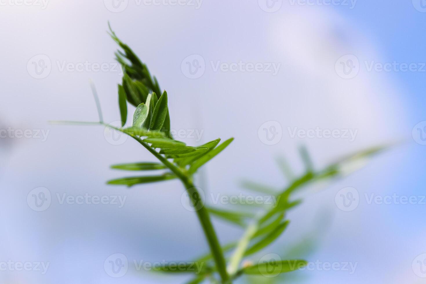 Closeup of the growing sweet pea leaves. Blue cloudy sky background. Spring Vetch plant on a wild meadow. Low angle view.  Copy space. Selective focus. photo