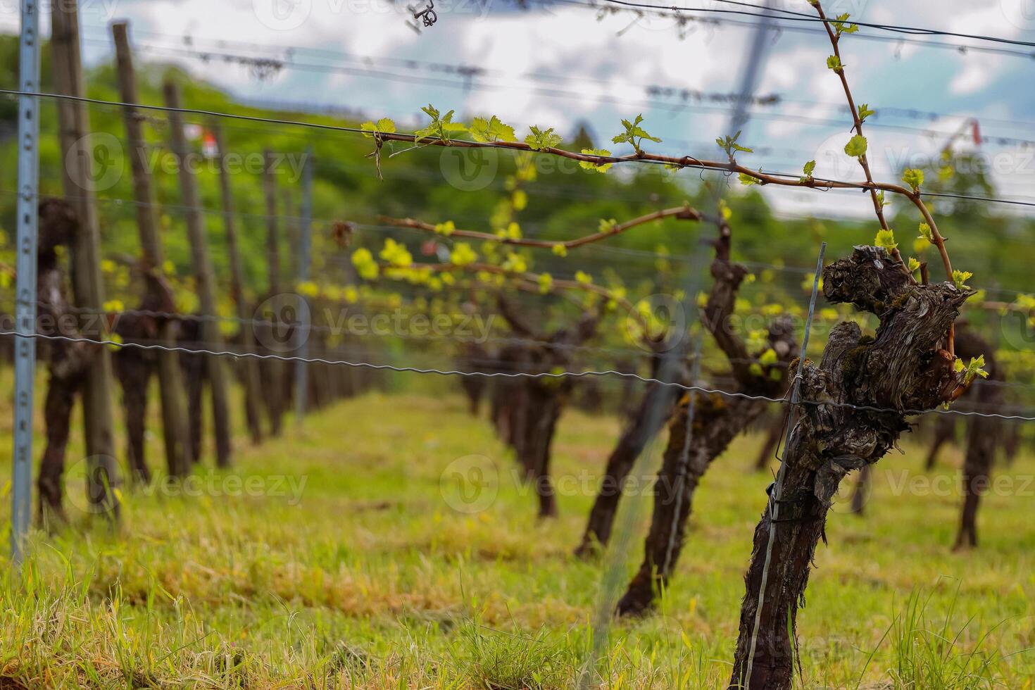 New spring growth on trellised grapevines in an Franconia vineyar First spring leaves on a trellised vine growing in vineyard,d. photo