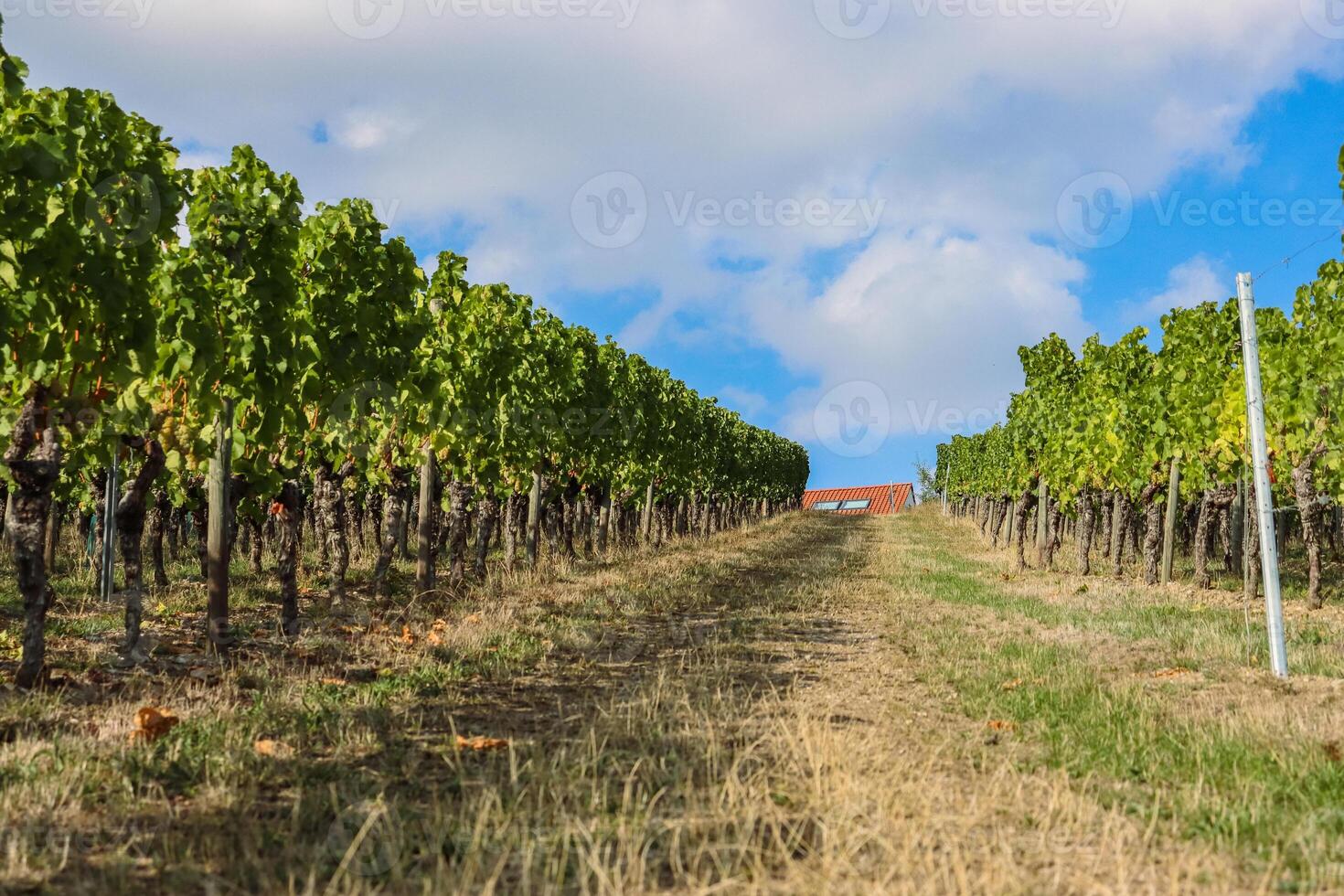 escénico ver de el la carretera yendo arriba Entre viñedo rayos en el uva campo. azul cielo con blanco nubes nublado clima. wurzburgo, franconia, Alemania. pequeño casa arriba en el colina. fondo, fondo de pantalla foto