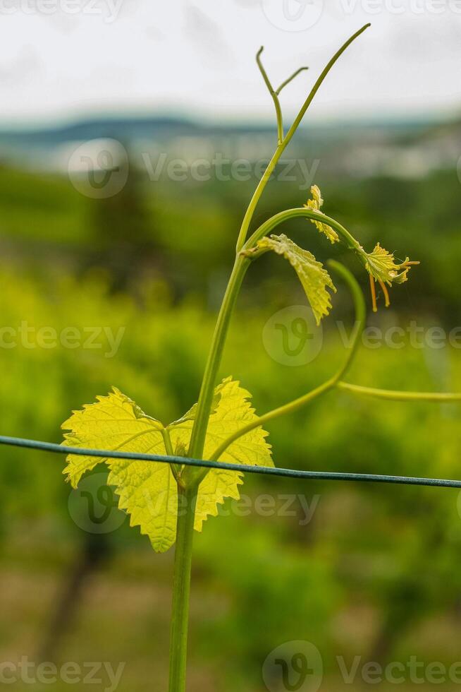 Grape leaves on a branch against the blue sky. Vineberg, grape vine plantation, wine making farm. Growing vine grape plants with sky on the background. Germany, Bavaria. Selective focus. photo