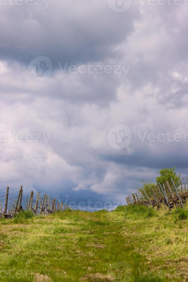 Scenic view of the road going up between  vineyard rays in the grape field.  Cloudy sky. Wuerzburg, Franconia, Germany. Background, wallpaper photo
