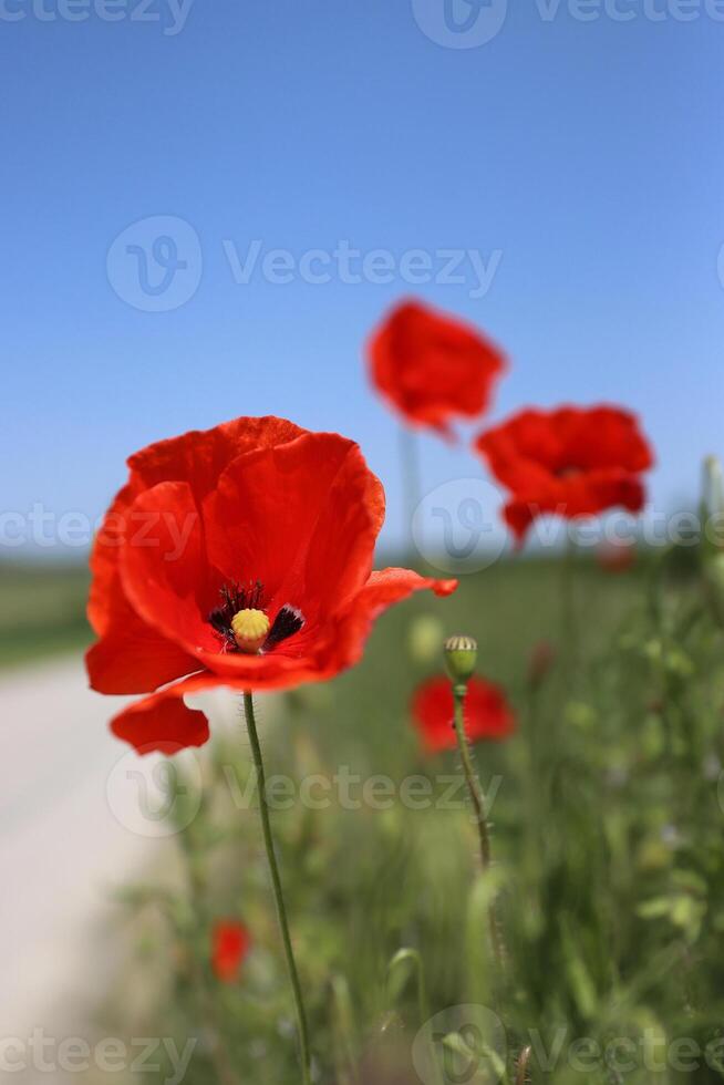 cerca arriba de el rojo salvaje amapola flores en el verde trigo campo. amapola estambres y pistilo. azul limpiar cielo en un caliente Ventoso verano soleado día. Copiar espacio lado vista. selectivo enfocar. borroso antecedentes. foto