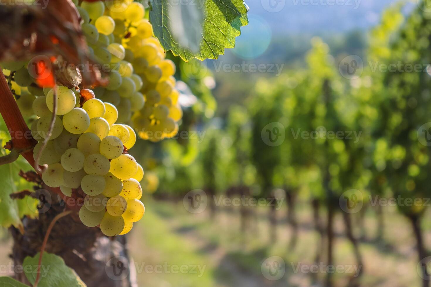 Wine grapes on cordon at vineyard before harvest. Close up of the big vine grapes bunch on a beautiful sunny day. Selective focus. Against the light. photo