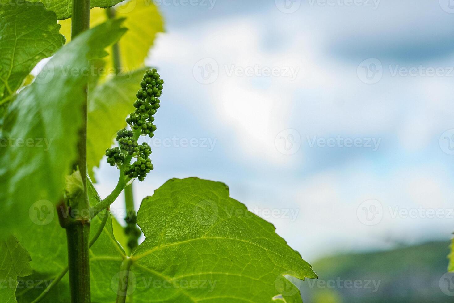 Newly formed bunches of baby Grapes. Green flowers of grape, the initial development of the grapes. Grape leaves on branch with tendrils with cloudy sky background. Germany. Wallpaper. Copy Space photo