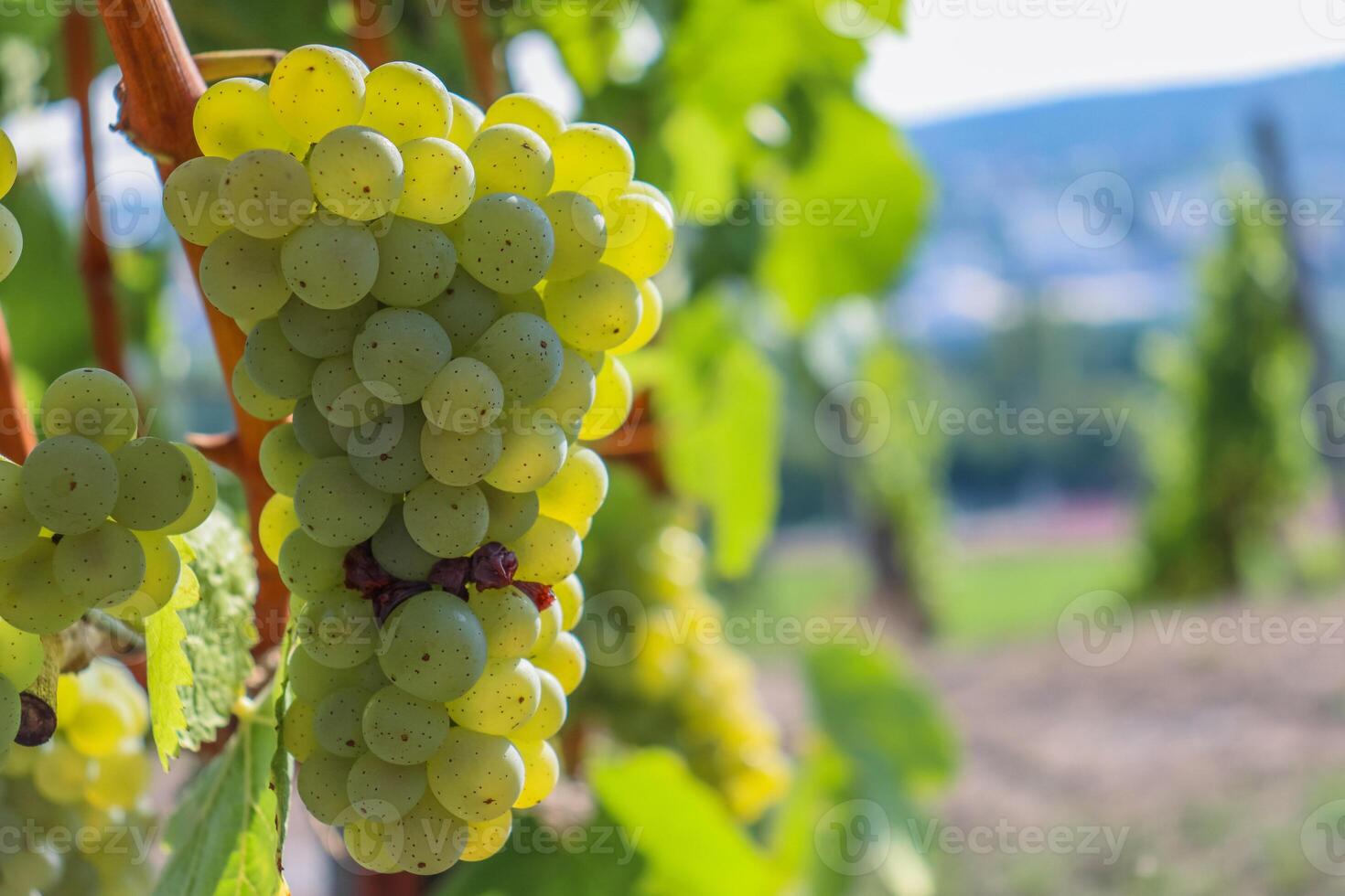 Close up of large white ripe grapes hanging on a branch. Sylvaner Grape farming. Big tasty green grape bunches. Vineyard vine hills on the background. Wurzburg, Bavaria, Germany. Selective Focus photo