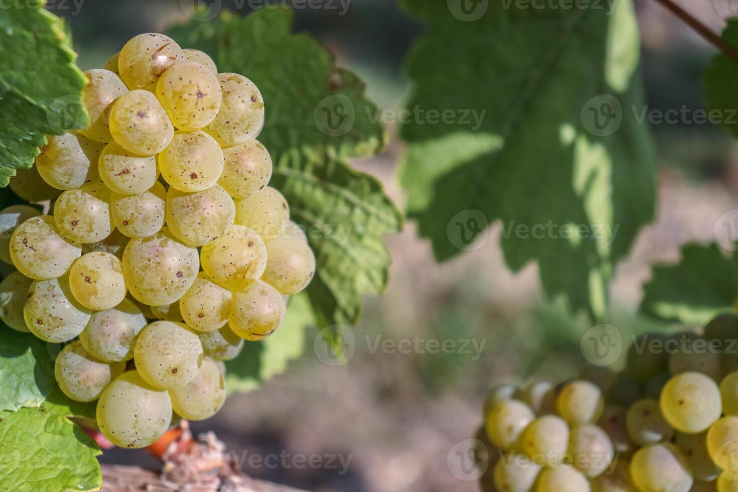 Gold grapes and Green leaves of Ripe white grape to make dry, semi-sweet, sweet, and sparkling white wines. Riesling wine, Sylvaner. Germany. Bavaria, Franconia. Selective focus photo