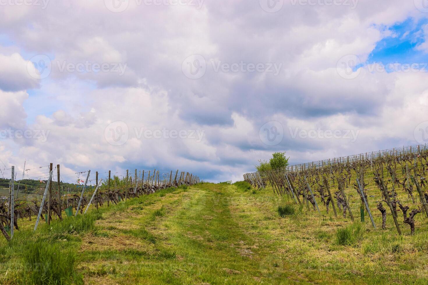 Scenic view of the road going up between  vineyard rays in the grape field.  Cloudy sky. Wuerzburg, Franconia, Germany. Background, wallpaper photo