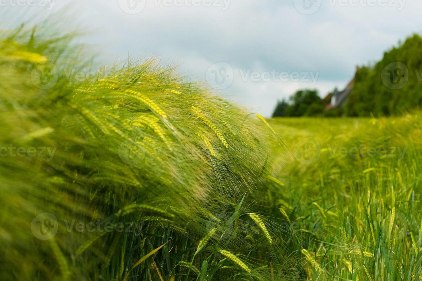 Field of green rye. Young green wheat. Late Spring, early Summer day. Close-up. Free space for text on a soft blurry sky background. Selective focus. Blurred photo